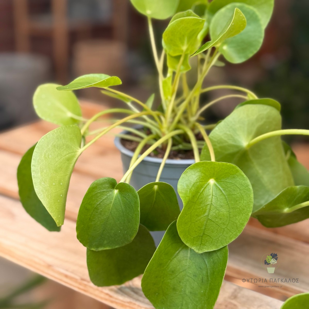 Πιλέα (Pilea peperomioides) | Κινέζικο Φυτό του Χρήματος | Green Gardens - 2